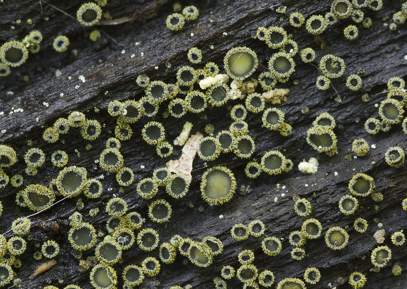 Neodasyscypha cerina